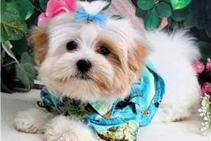 Clayton - Malti Poo - Maltipoo for sale