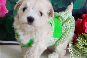 Jackie - Malti Poo - Maltipoo for sale
