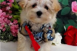 Chuck - Malti Poo - Maltipoo for sale
