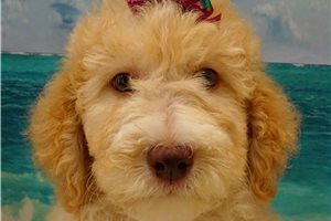 Paisley - Poodle, Standard for sale