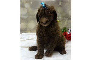 Peter - Poodle, Standard for sale