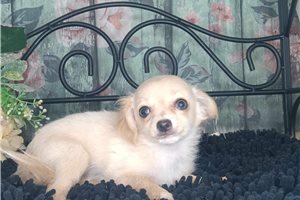 Aimee - Chihuahua for sale