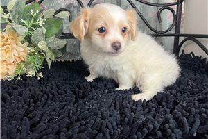 Aristotle - puppy for sale