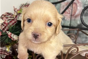 Archer - Chihuahua for sale
