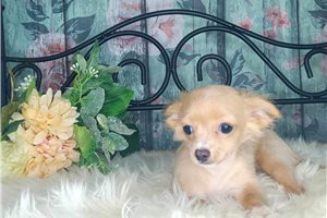 Annie - Chihuahua for sale
