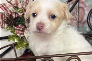 Aristotle - Chihuahua for sale