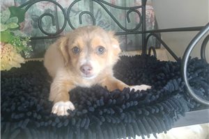 Arlo - Chihuahua for sale