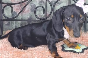 Emile - puppy for sale