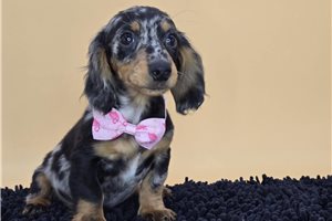 Blake - Dachshund, Mini for sale