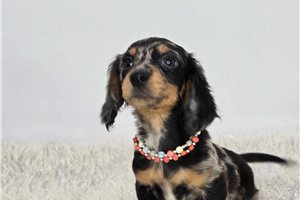 Blake - Dachshund, Mini for sale