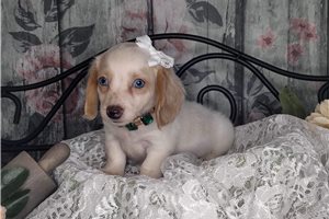 Penelope - Mini Dachshund for sale
