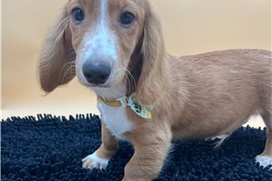 Bryson - Dachshund, Mini for sale