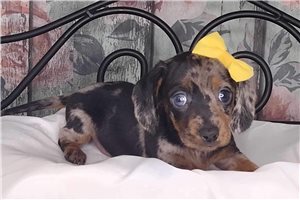 Rylee - puppy for sale
