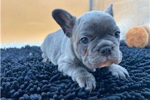 Shelby - French Bulldog for sale