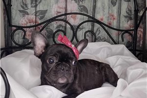 Emelia - puppy for sale