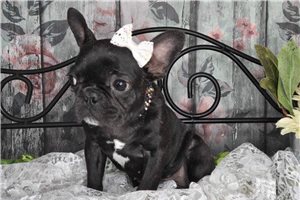 Emelia - French Bulldog for sale