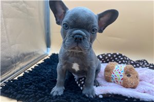 Blake - French Bulldog for sale