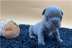 Blake - French Bulldog for sale