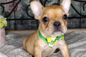 Elmer - French Bulldog for sale