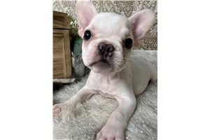 Alva - French Bulldog for sale