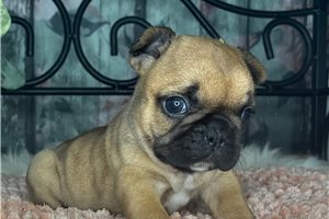Ember - French Bulldog for sale