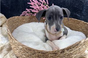 Elsie - puppy for sale