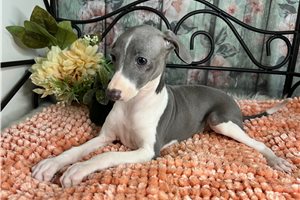 Demi - puppy for sale