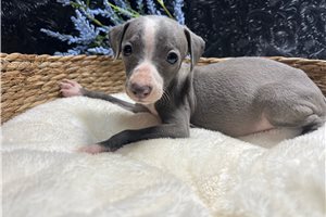 Digby - Italian Greyhound for sale