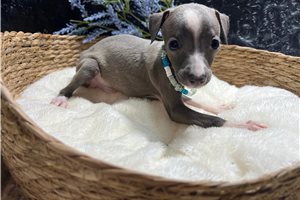 Dino - Italian Greyhound for sale