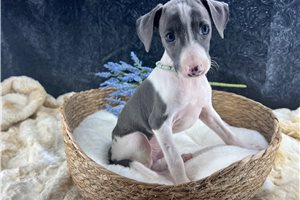 Ethan - puppy for sale