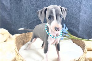 Eric - puppy for sale