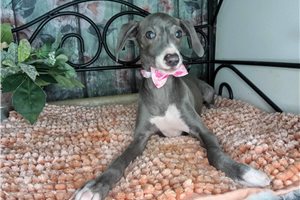 Denise - Italian Greyhound for sale