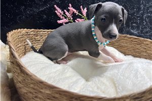 Elyssa - Italian Greyhound for sale