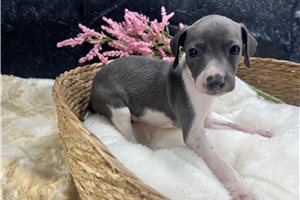 Dana - Italian Greyhound for sale