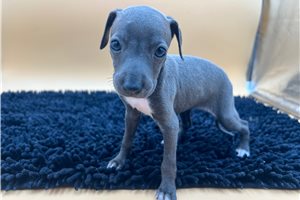 Aurora - Italian Greyhound for sale