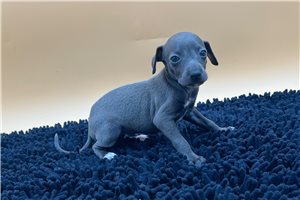 Amelia - Italian Greyhound for sale