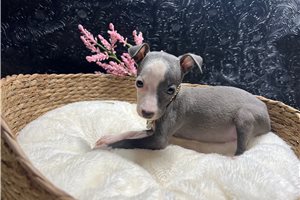 Dawn - Italian Greyhound for sale