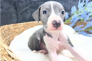 Dayton - Italian Greyhound for sale