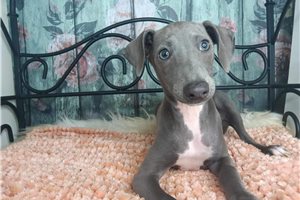 George - Italian Greyhound for sale