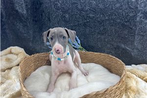 Elijah - puppy for sale