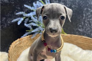 Dior - Italian Greyhound for sale