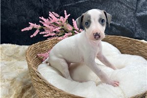 Doreen - Italian Greyhound for sale