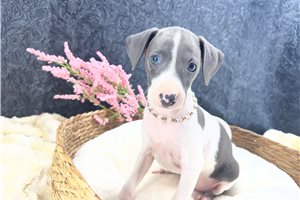 Emily - puppy for sale