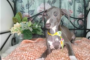 Dessa - Italian Greyhound for sale