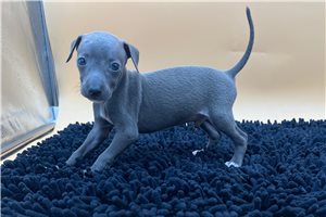 Beau - Italian Greyhound for sale