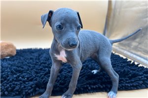 Bella - Italian Greyhound for sale