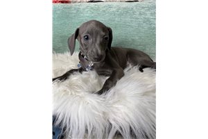 Sable - Italian Greyhound for sale