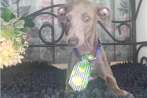 Oliver - Italian Greyhound for sale