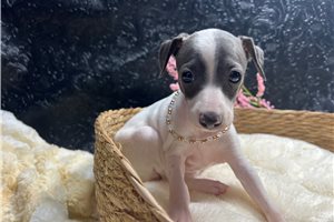 Elvira - Italian Greyhound for sale
