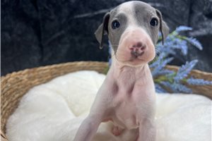 Desmond - Italian Greyhound for sale